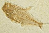 Bargain, Detailed Fossil Fish (Diplomystus) - Wyoming #363917-1